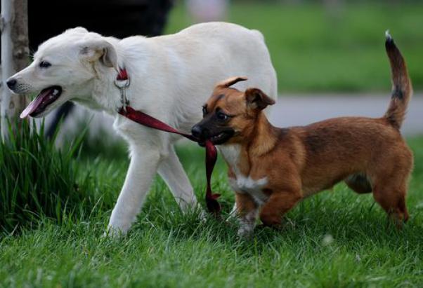 Iran: lotta contro i cani