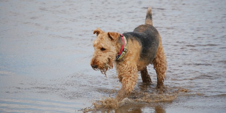 Airedale Terrier