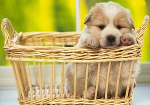 Cuccioli e bisogni: come gestire la vita?