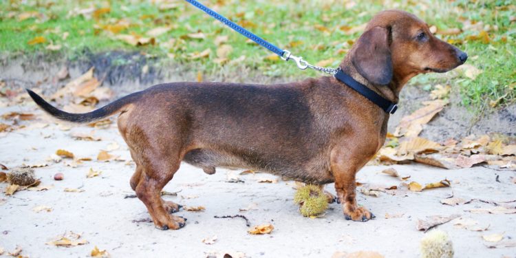 Bassotto a pelo corto