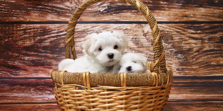 A che età prendere un cucciolo?