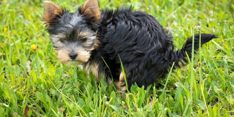 Insegnare a sporcare: le regole di base