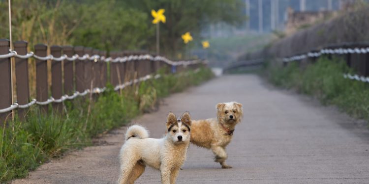 Sterilizzazione, quando e perchè