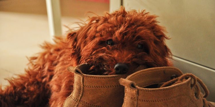 Come posso evitare che il mio cucciolo morda tutto?