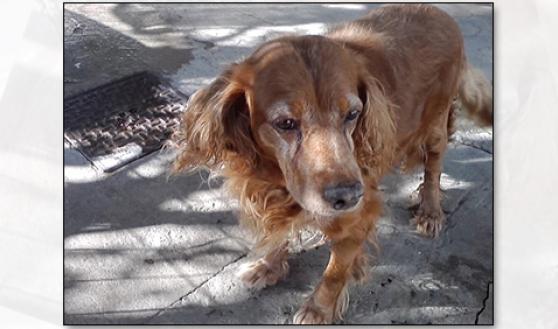 Europa: cani a rischio morte entro la fine dell’anno