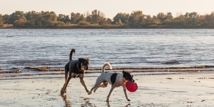 Serve la protezione solare per i nostri amici a 4 zampe ?