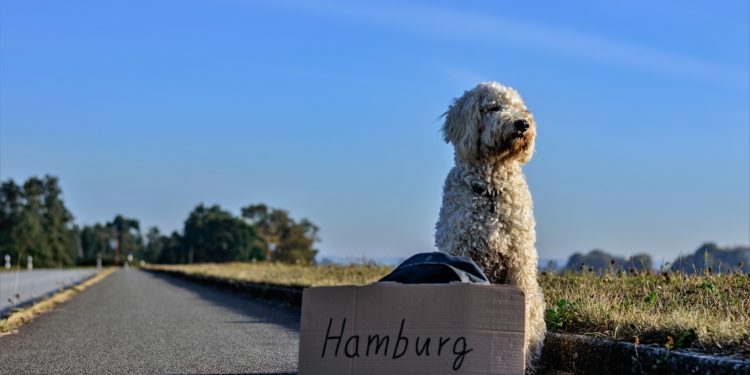 Cosa mettere in valigia per i nostri amici a 4 zampe?