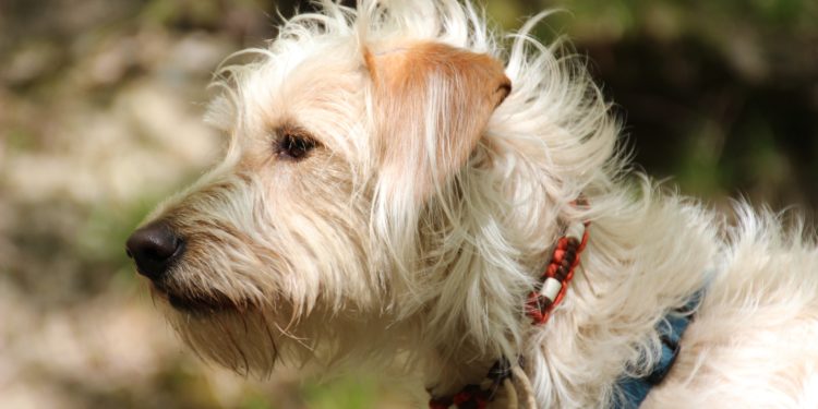 Toelettatura per cani, tipi di mantello